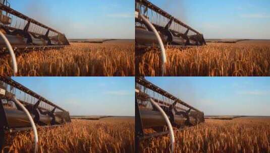 小麦收获小麦收获剪收割机收获金黄成熟的麦高清在线视频素材下载