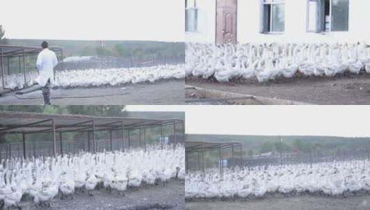 东北大荒农场饲养员一群大白鹅圈养殖业家禽高清在线视频素材下载