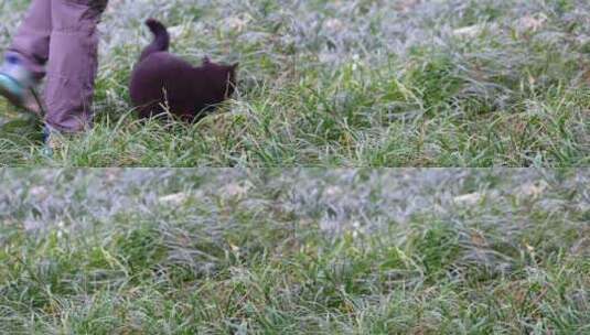 草丛公园里的流浪猫野猫流浪动物高清在线视频素材下载