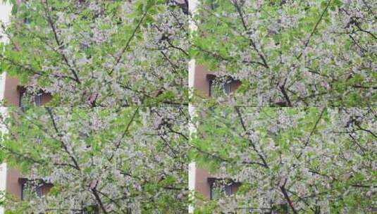 白色的樱花花朵美景景色自然风景自然风光高清在线视频素材下载