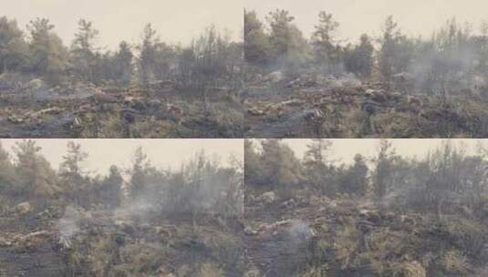 森林大火后的灰烬高清在线视频素材下载