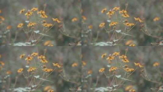 蜜蜂在黄色花朵上采集花粉高清在线视频素材下载