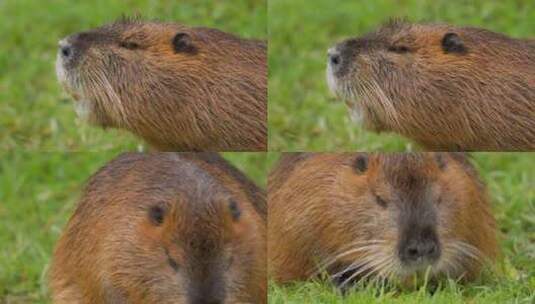 海狸鼠、食草动物、Coypu、啮齿动物高清在线视频素材下载