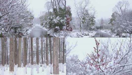 下雪 雪景树林公园高清在线视频素材下载