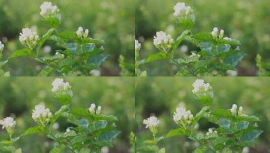 唯美茉莉花与茉莉花茶制作福州茉莉花种植园高清在线视频素材下载