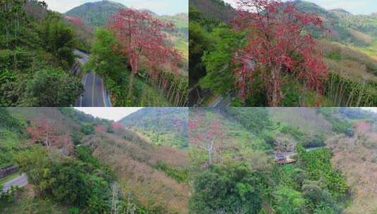 海南白沙九架岭木棉花高清在线视频素材下载