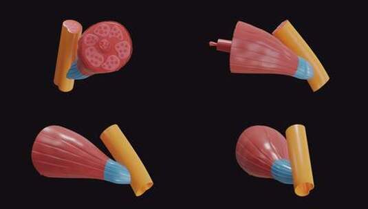 肌肉组织的3D动画允许身体移动|阿尔法频高清在线视频素材下载