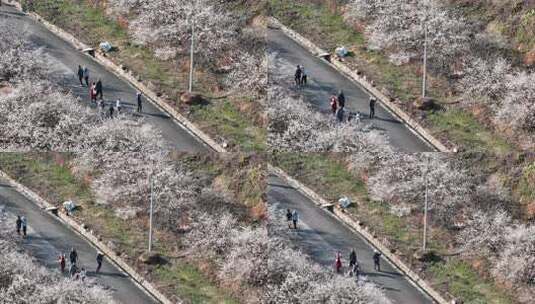 中国广东省广州市从化区广州流溪梅花节高清在线视频素材下载