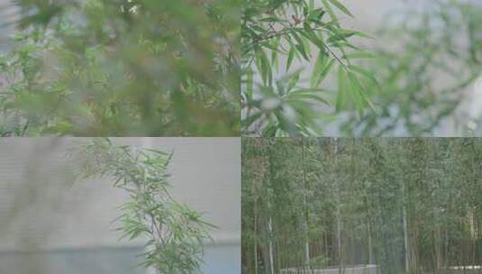 特写竹叶自然景象高清在线视频素材下载