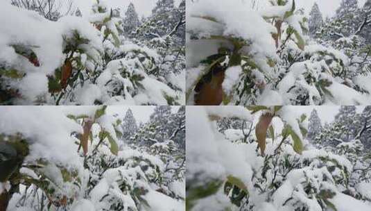 华顶山看雪：积雪覆盖的杜鹃园林近景高清在线视频素材下载