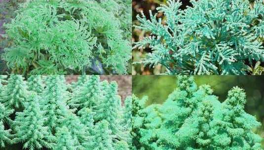 绿色植物艾草特写高清在线视频素材下载