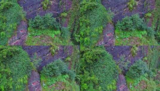 航拍武夷山大红袍母树三坑两涧岩茶茶园茶山高清在线视频素材下载