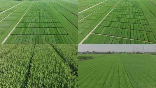 农场小麦试验田绿色麦田麦穗麦花小麦灌溉高清在线视频素材下载
