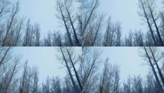 冬季树林树梢高清在线视频素材下载