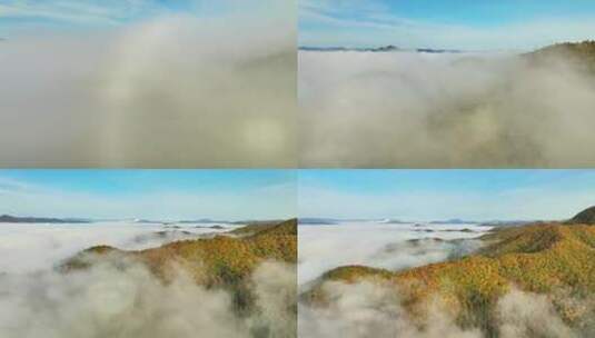 航拍秋季多彩树林与云海高清在线视频素材下载