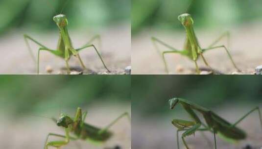 螳螂 刀螂 昆虫螳螂吃草绿色生态高清在线视频素材下载