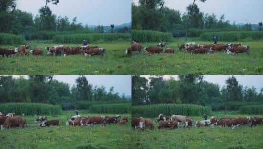 草原牛群放牧高清在线视频素材下载