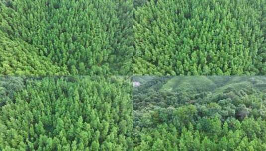 松树林俯拍树林航拍森林绿色植被山间林地高清在线视频素材下载