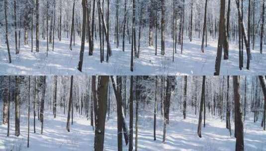 无人机在冬天白雪皑皑的树林里航拍高清在线视频素材下载