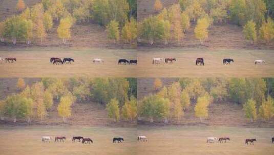 草原牧场的秋高清在线视频素材下载