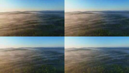 4K日出时飞越雾蒙蒙的松林森林高清在线视频素材下载