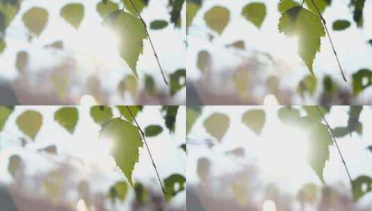 特写阳光透过树叶，树叶摆动高清在线视频素材下载