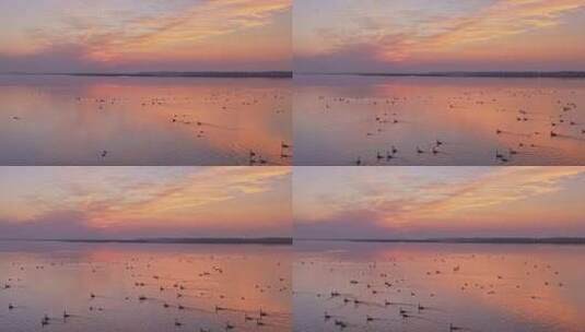 候鸟 鄱阳湖日落高清在线视频素材下载