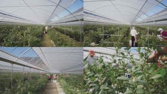 蓝莓种植采摘分选高清在线视频素材下载