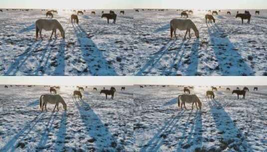 航拍呼伦贝尔冬季草原马群-149高清在线视频素材下载