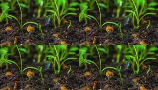 春天种子幼苗嫩芽生长延时摄影高清在线视频素材下载