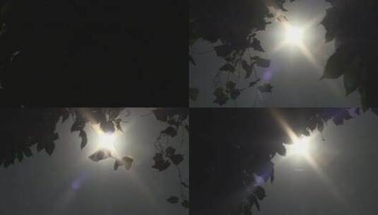 傍晚 光照在树叶上高清在线视频素材下载