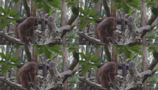 红毛猩猩高清在线视频素材下载