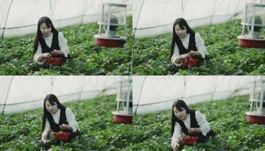 乡村振兴唯美农业草莓种植园采摘高清在线视频素材下载