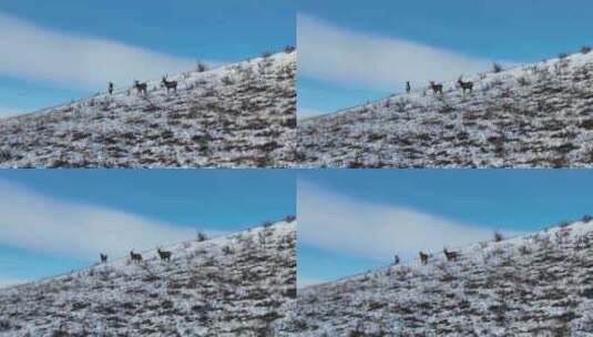 大兴安岭野生动物野鹿高清在线视频素材下载