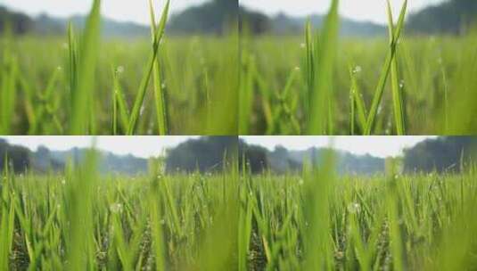 特写水稻 水稻 稻田农业 农村丰收高清在线视频素材下载