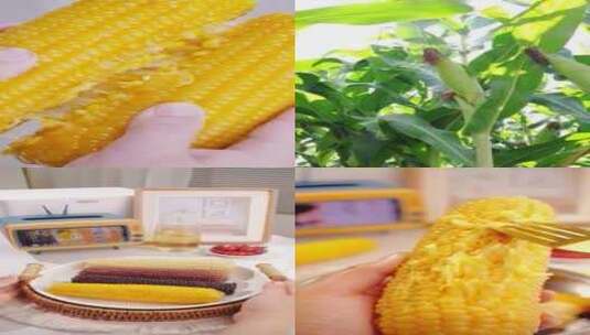 黄糯玉米 糯玉米高清在线视频素材下载