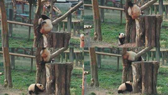 重庆市动物园的国宝大熊猫正在玩耍高清在线视频素材下载