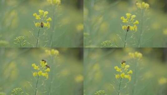 蜜蜂采蜜油菜花春天勤劳园丁蝴蝶唯美田野高清在线视频素材下载