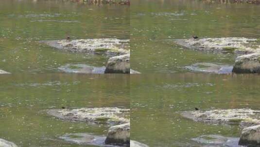 成都江安河冬天觅食的水鸟鸟类高清在线视频素材下载