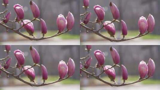 春天里的粉色玉兰花多支高清在线视频素材下载