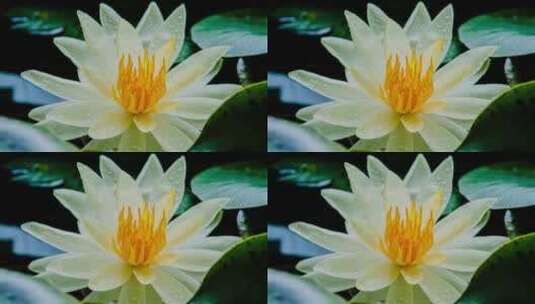 4K-白色花朵绽放延时高清在线视频素材下载