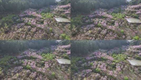 福建福州罗源湾樱花园航拍高清在线视频素材下载