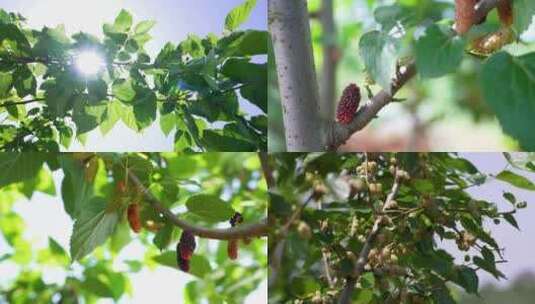 4K桑椹树成熟的桑葚果合集3高清在线视频素材下载