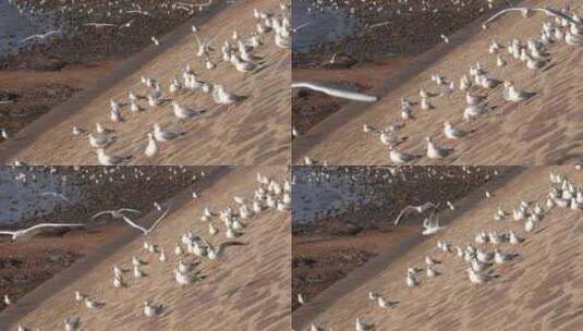 4K飞翔的海鸥动物实拍视频高清在线视频素材下载