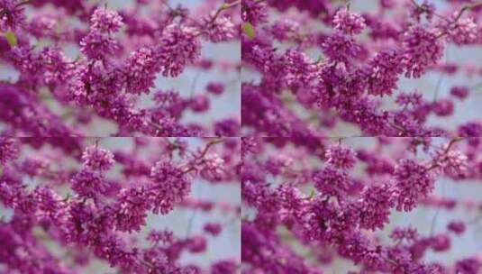 春天紫荆花盛开开花高清在线视频素材下载