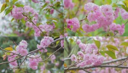 花树春天的花樱花日本晚樱开花高清在线视频素材下载