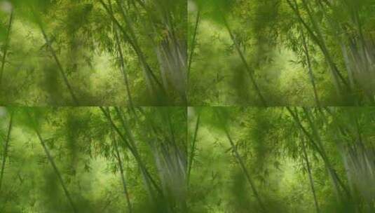 竹林竹子竹叶光影意境高清在线视频素材下载
