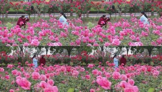 市民在城市公园欣赏拍摄盛开的鲜花高清在线视频素材下载