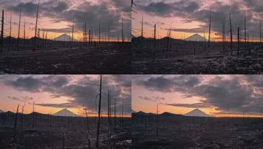 火山上荒无人烟的树林高清在线视频素材下载