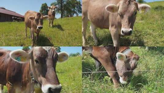 草原上的牛群高清在线视频素材下载
